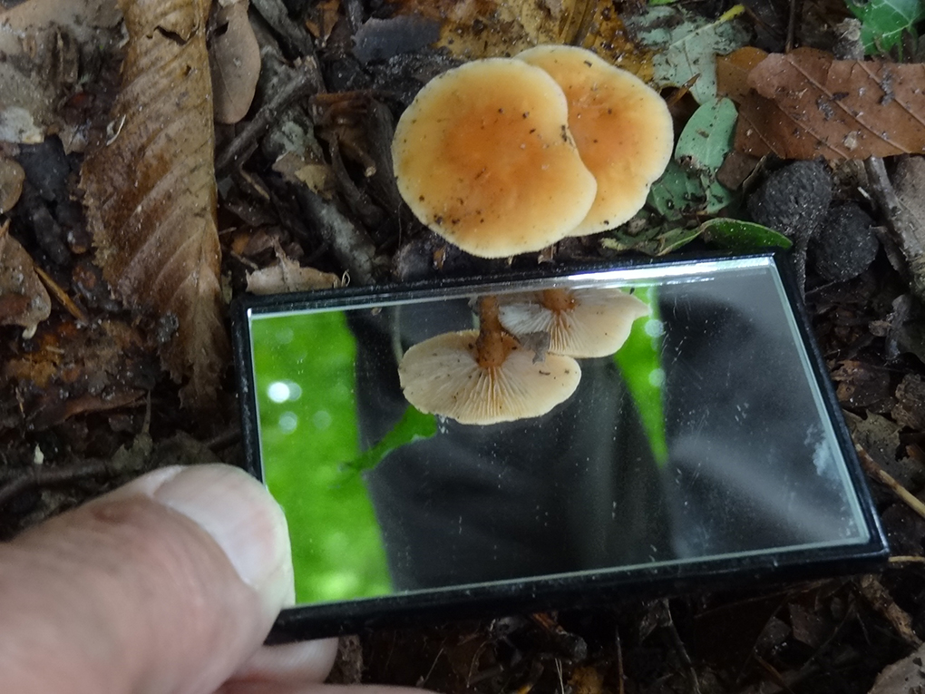 Uistapje 2017, rondleiding in de natuur en uitleg van de natuur. 